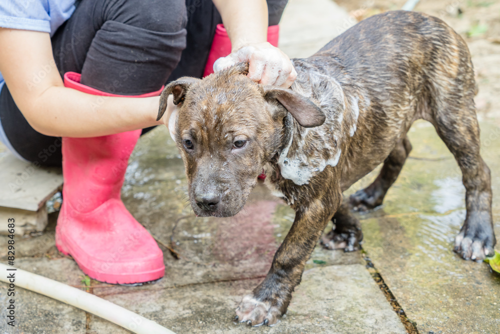 Obraz premium A dog taking a shower