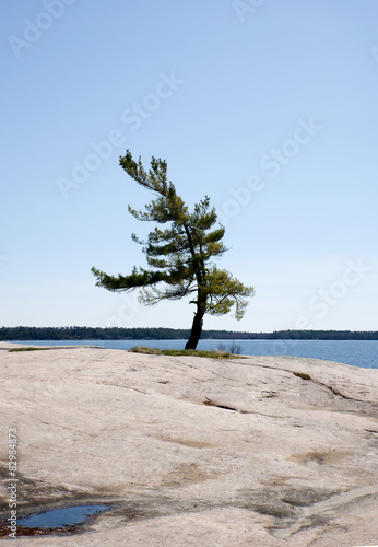 View of wind swept tree in Georgian Bay, Ontario, Canada