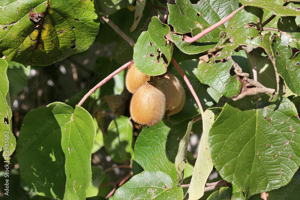 Obraz premium Kiwis