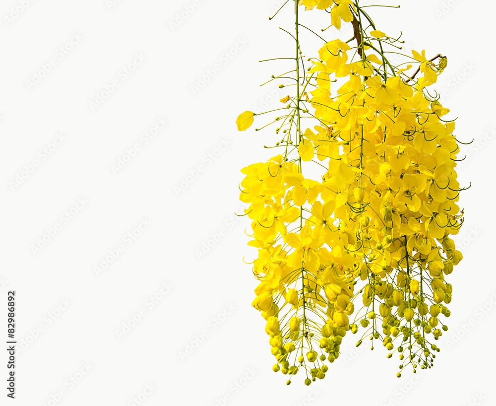 Fototapeta premium Golden shower on white background