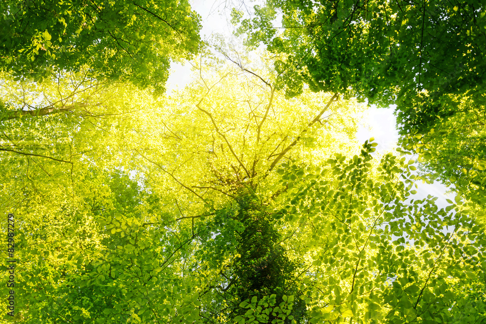 Fototapeta premium Wald Sonnenstrahlen