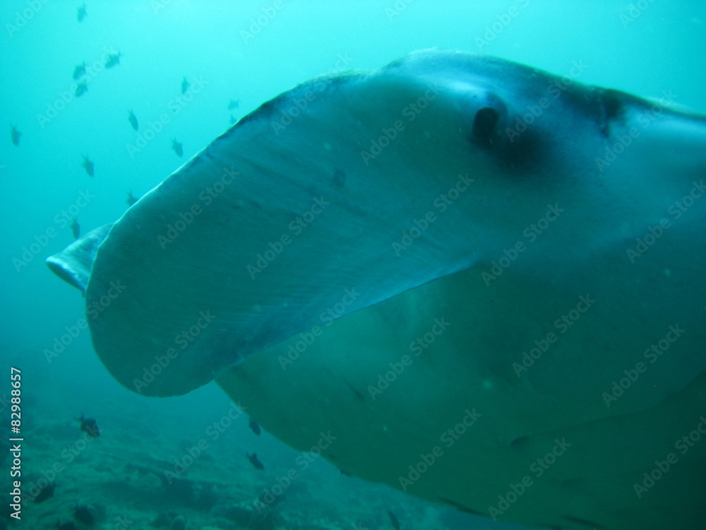 Fototapeta premium Teufelsrochen