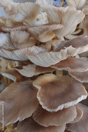 Mushrooms growing in farm