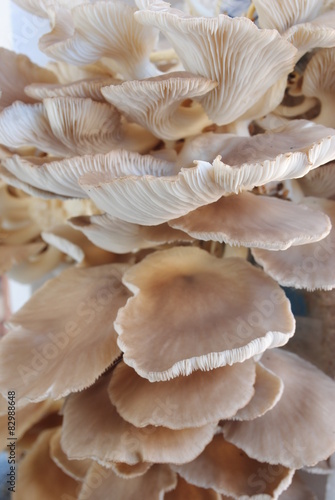 Mushrooms growing in farm