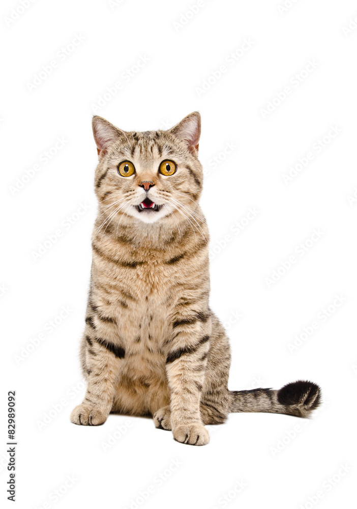 Portrait of a beautiful cat Scottish Straight 