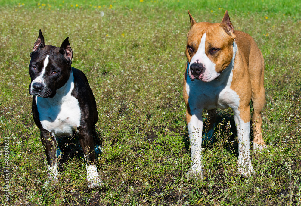 American Staffordshire Terriers black and brown on the grass.