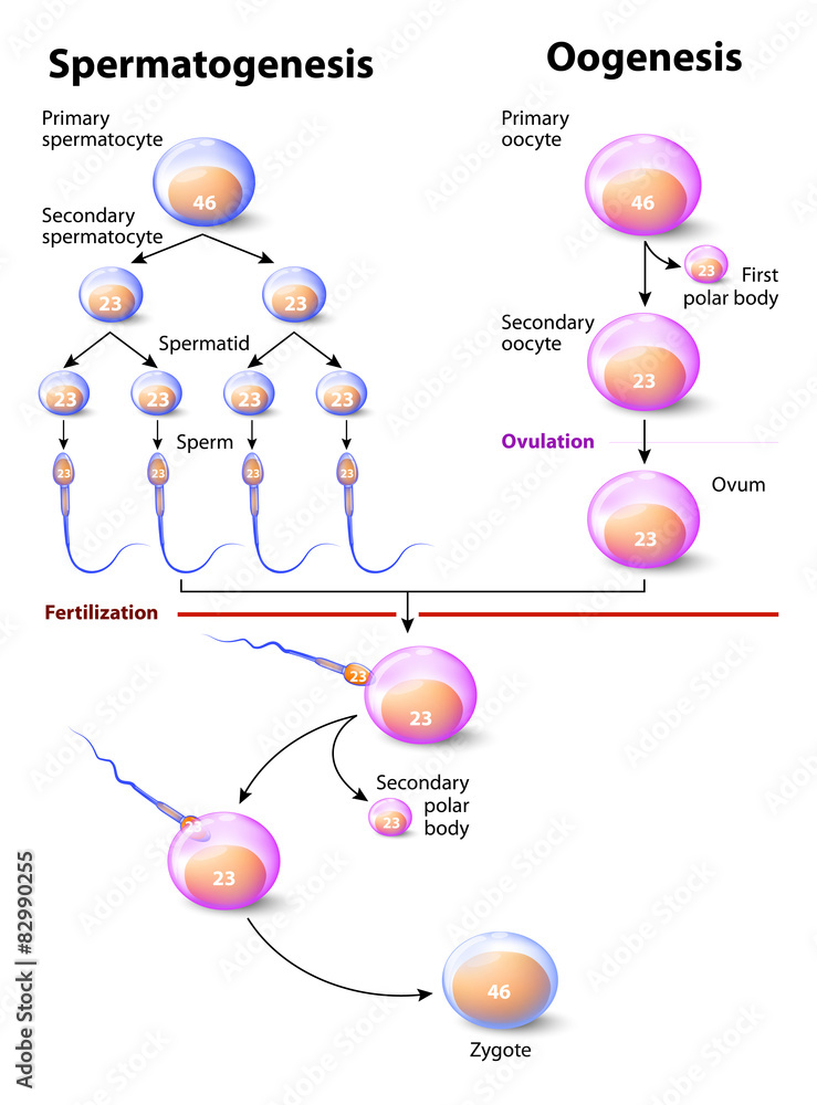 Spermatogenesis And Oogenesis Stock Vector Adobe Stock
