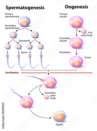Spermatogenesis and Oogenesis photo