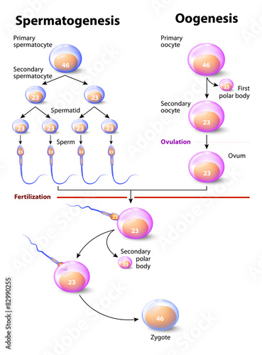 Spermatogenesis and Oogenesis