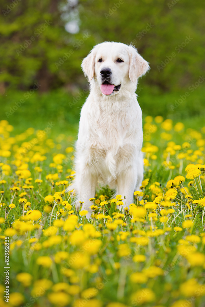 golden retriever dog standing outdoors golden retriever dog standing outdoors