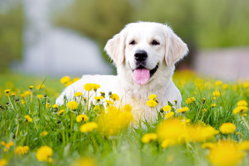 Acrylglasbilder Hund Golden Retriever liegt entspannt im Garten  © otsphoto