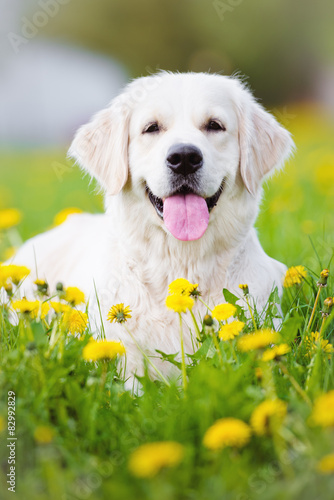 Canvas Print golden retriever dog portrait