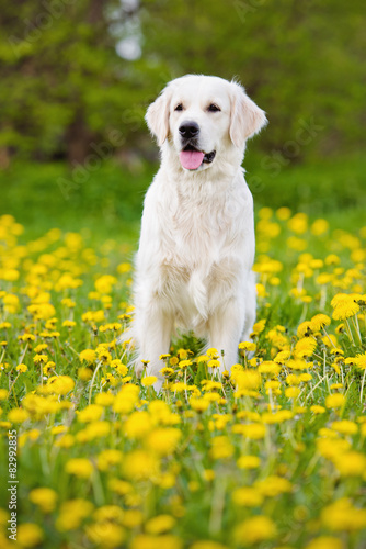 golden retriever dog standing outdoors #82992835