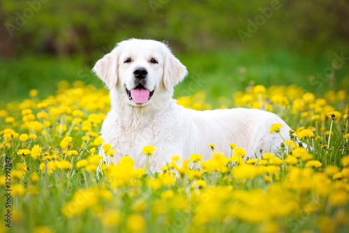 golden retriever dog on a dandelions field #82992842