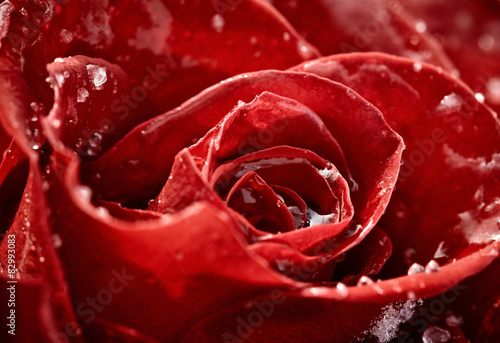 Fototapeta Naklejka Na Ścianę i Meble -  Red rose
