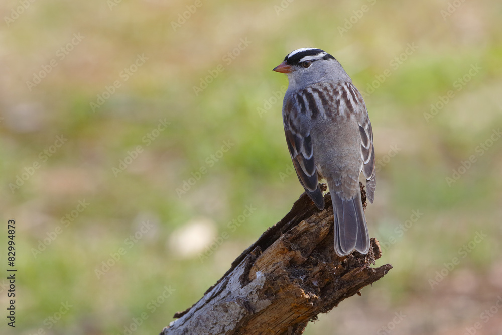 White-crowned Sparrow perched on a dead branch White-crowned Sparrow perched on a dead branch