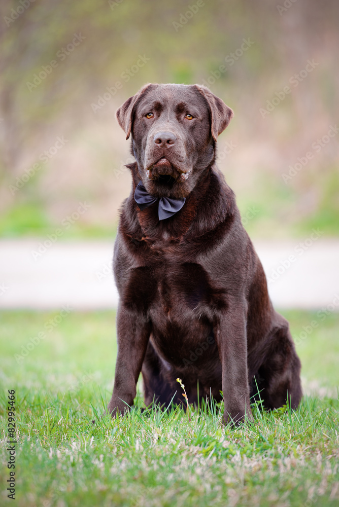 brown labrador retriever dog in a bow tie