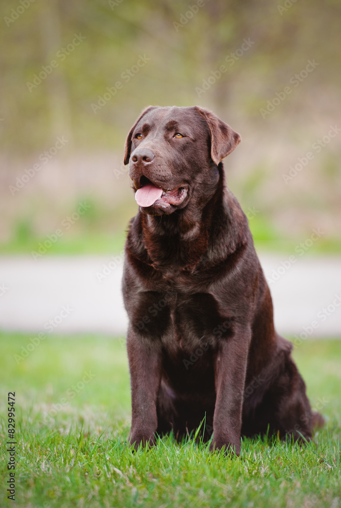 brown labrador retriever dog sitting
