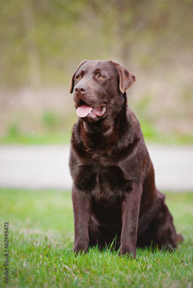 brown labrador retriever dog sitting brown labrador retriever dog sitting