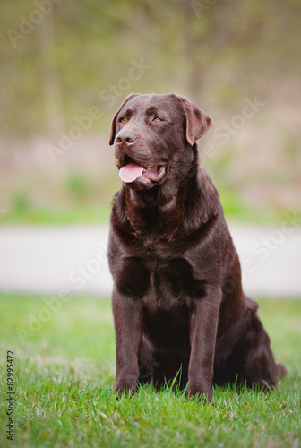 brown labrador retriever dog sitting