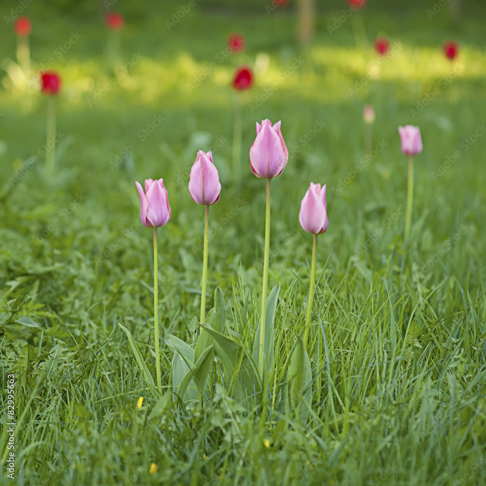 Obraz premium Pink beautiful tulips