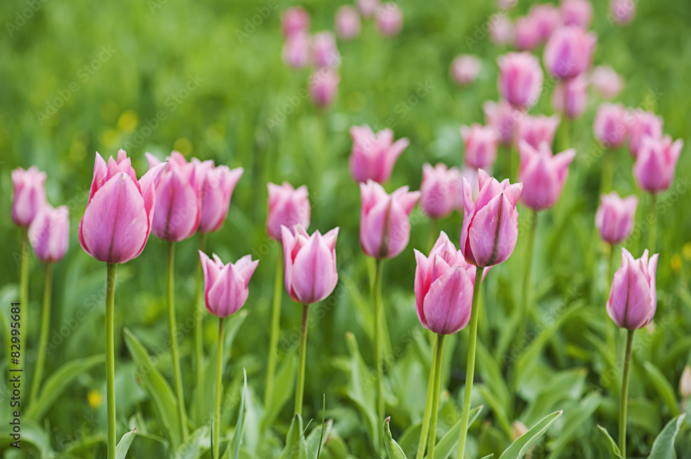 Pink beautiful tulips