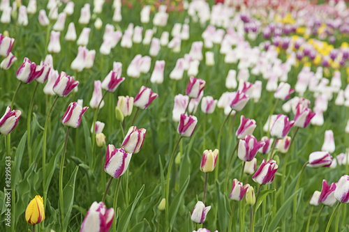 Fototapeta Naklejka Na Ścianę i Meble -  Multicolored tulips