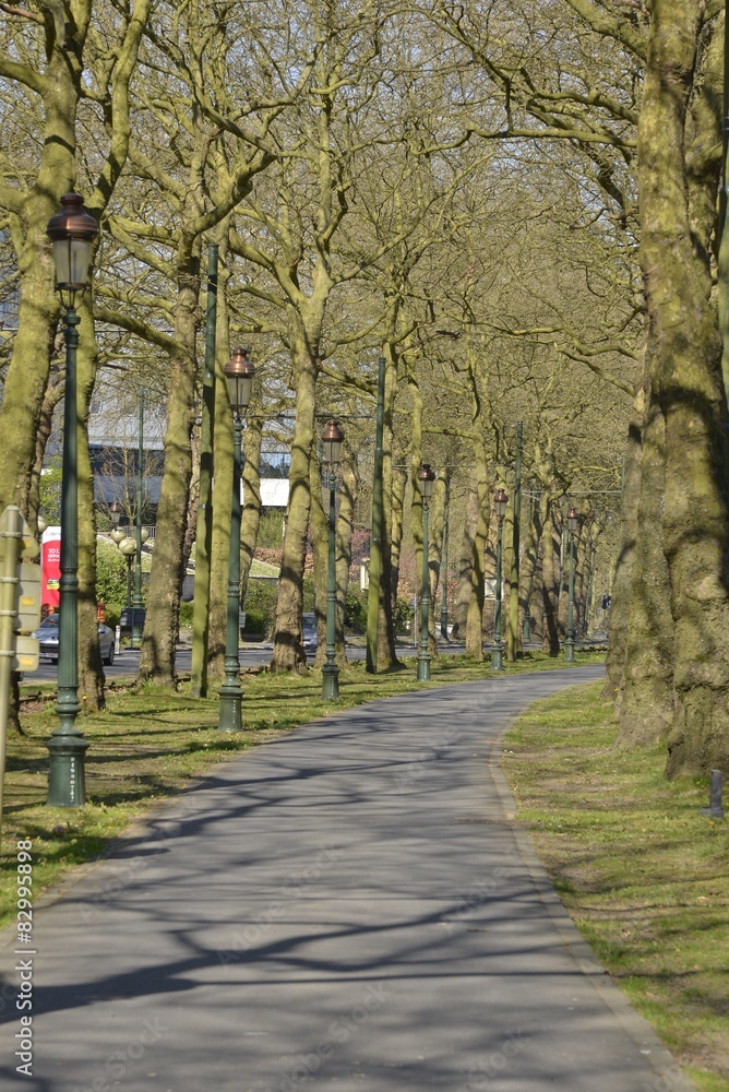 Piste cyclable sous les marronniers du boulevard du Souverain Piste cyclable sous les marronniers du boulevard du Souverain