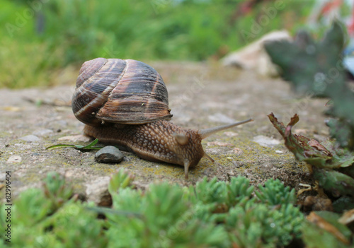 Snail on green garden