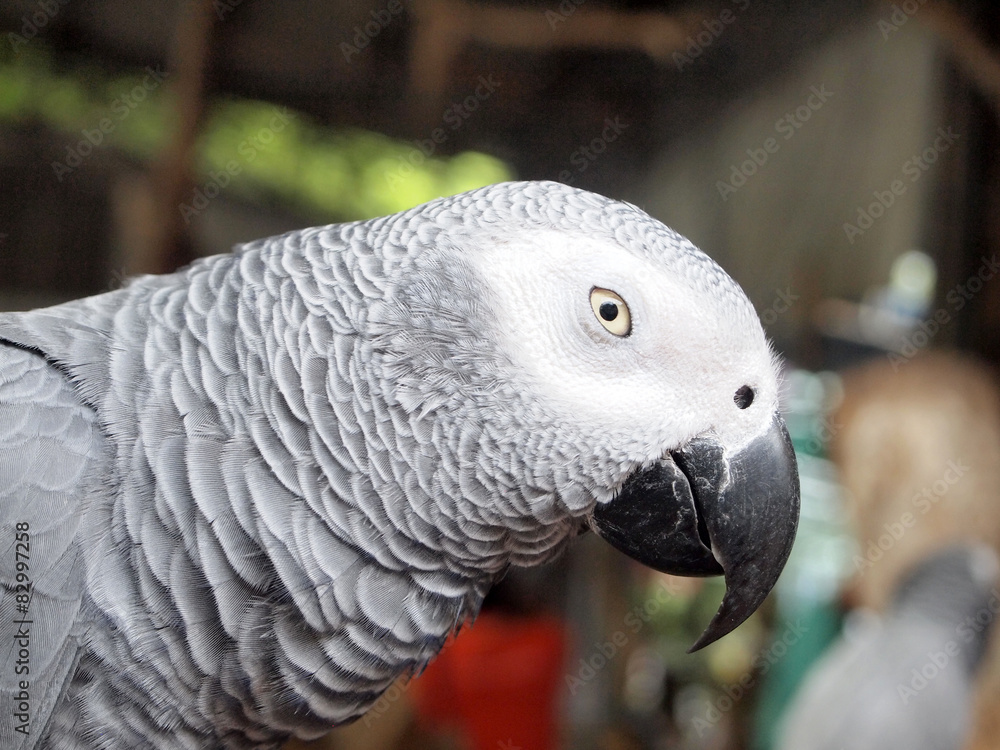 Fototapeta premium Macaw parrot