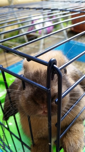 Obraz na płótnie Mignon lapin bélier
