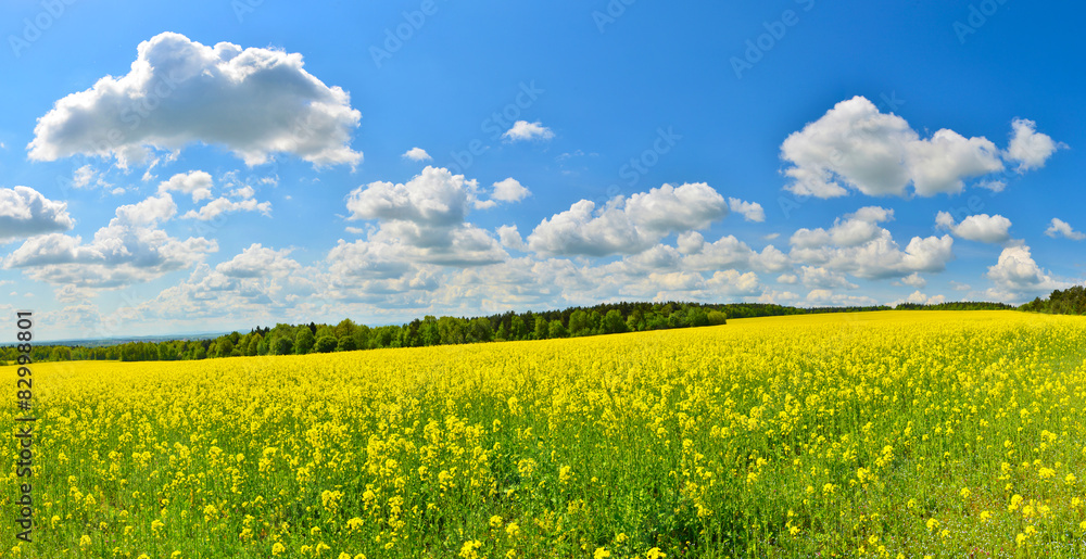 Flower field in spring countryside