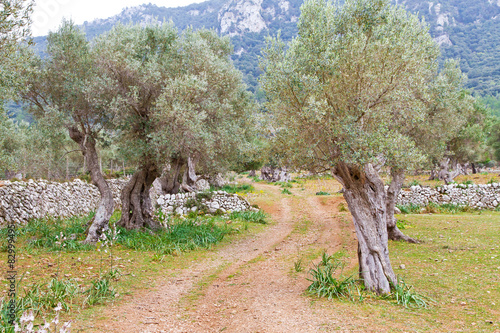 Olivenbäume auf Mallorca photo