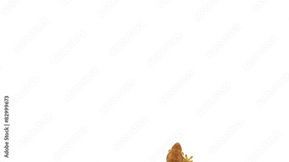 top view of isolated gecko