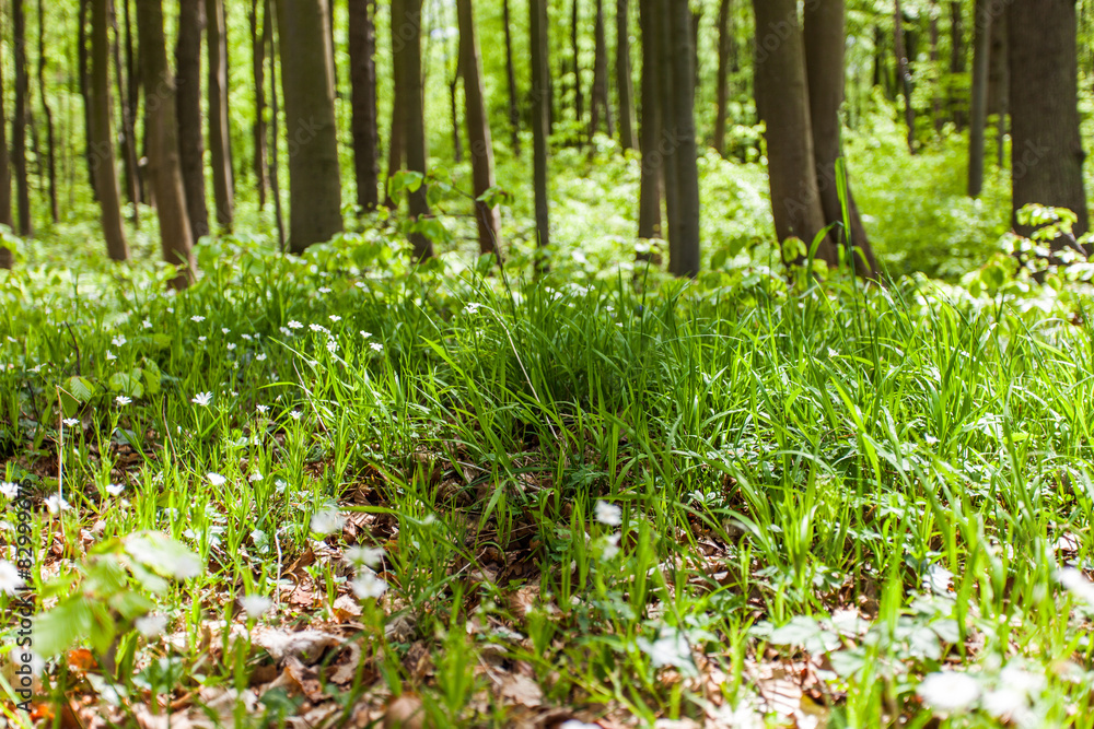 Gespensterwald Nienhagen Gespensterwald Nienhagen