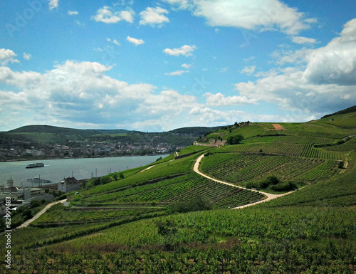 Weinreben im Rheingau