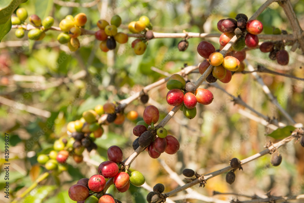 Kaffeebaum mit Früchten