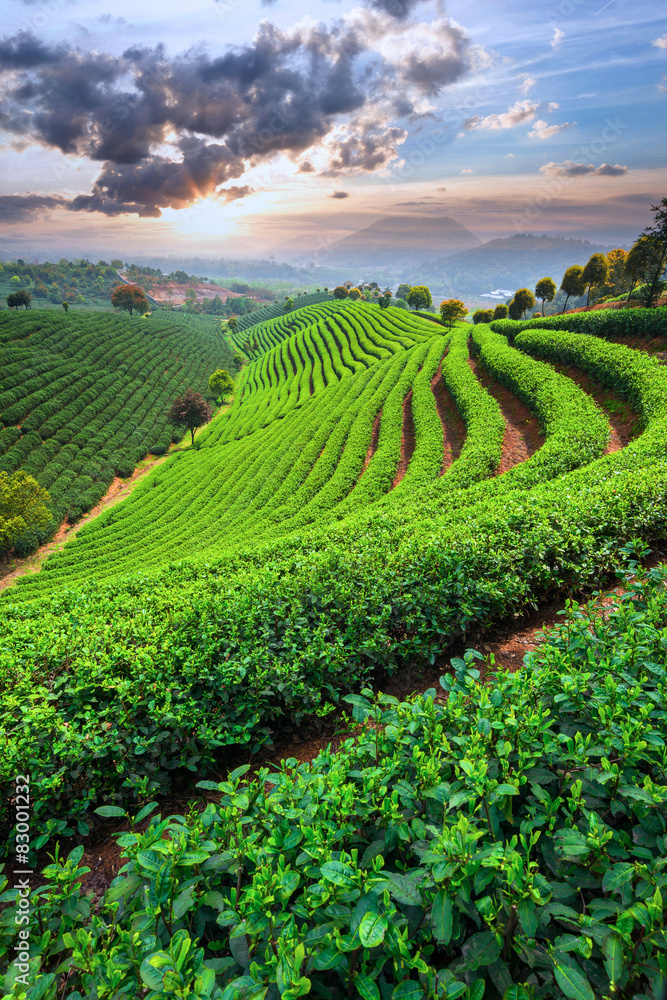 Tea Plantations under sky