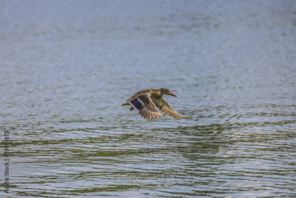 Canne vole au dessus du Lac