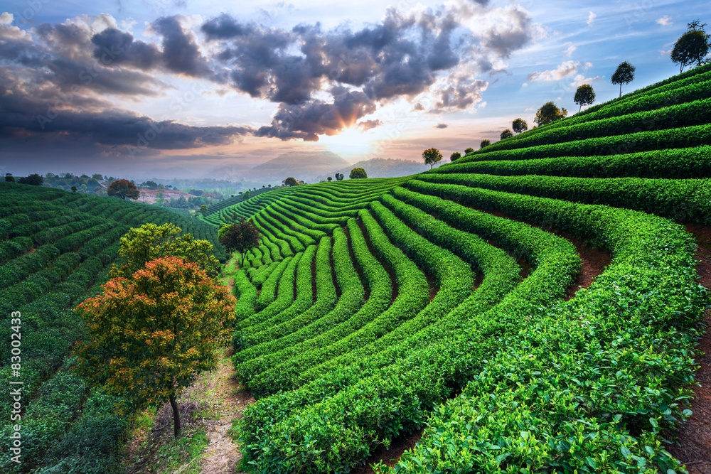 Tea Plantations under sky