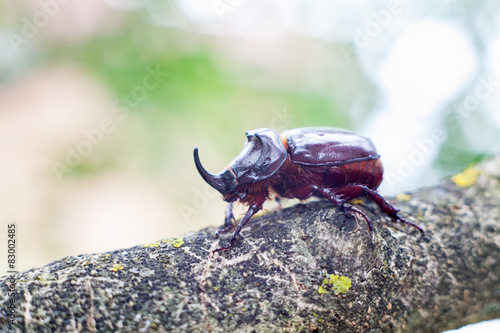 Rhinoceros beetle © Yaroslav Dzyun'