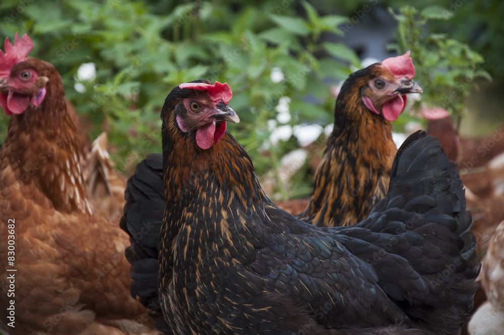 Fototapeta premium Schwarze und braune Hühner