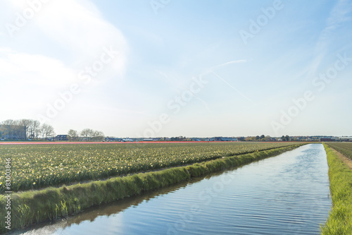 Spring tulip fields in Holland  Netherlands