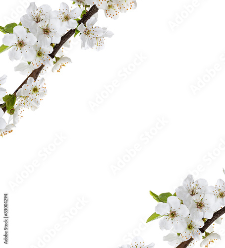 Fototapeta Naklejka Na Ścianę i Meble -  apple flowers branch isolated on a white background