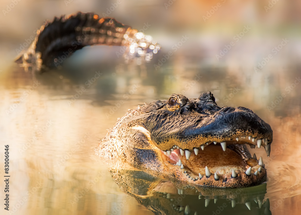 Fototapeta premium Alligator in water with teeth and tail showing