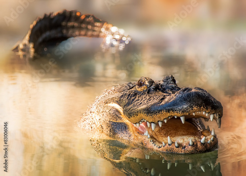 Tela Alligator in water with teeth and tail showing