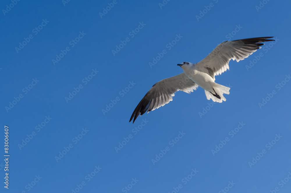 Seagull flying Seagull flying