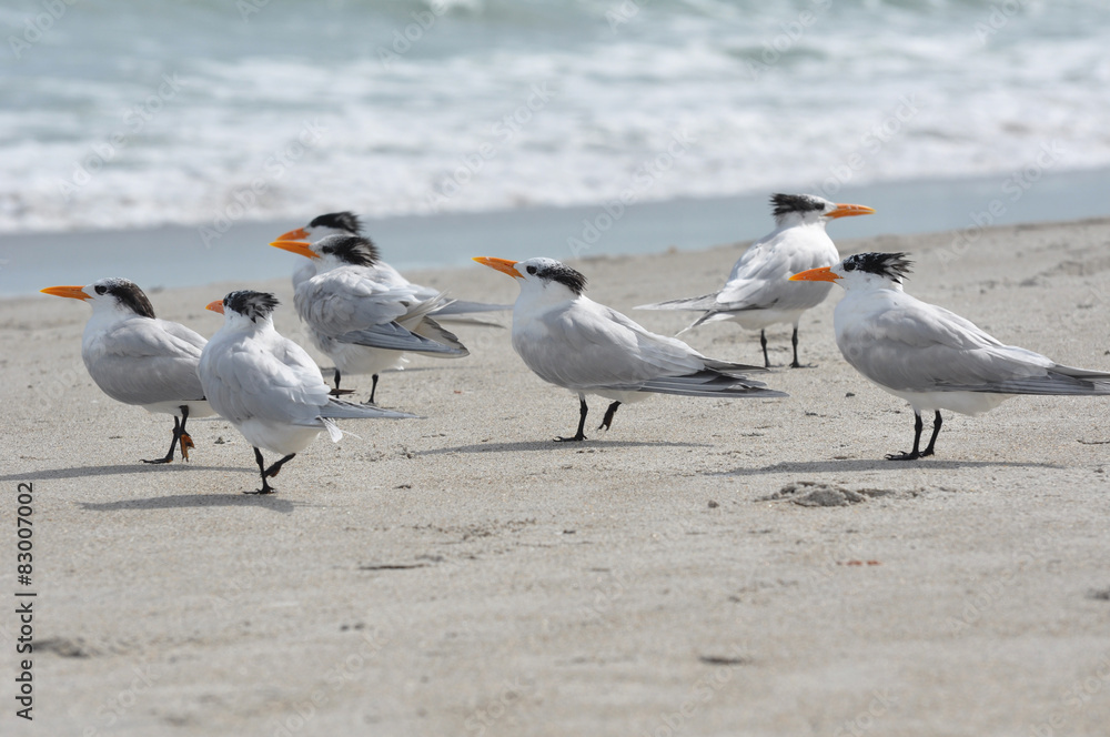 Royal terns on a beach showing their patchy winter plumage