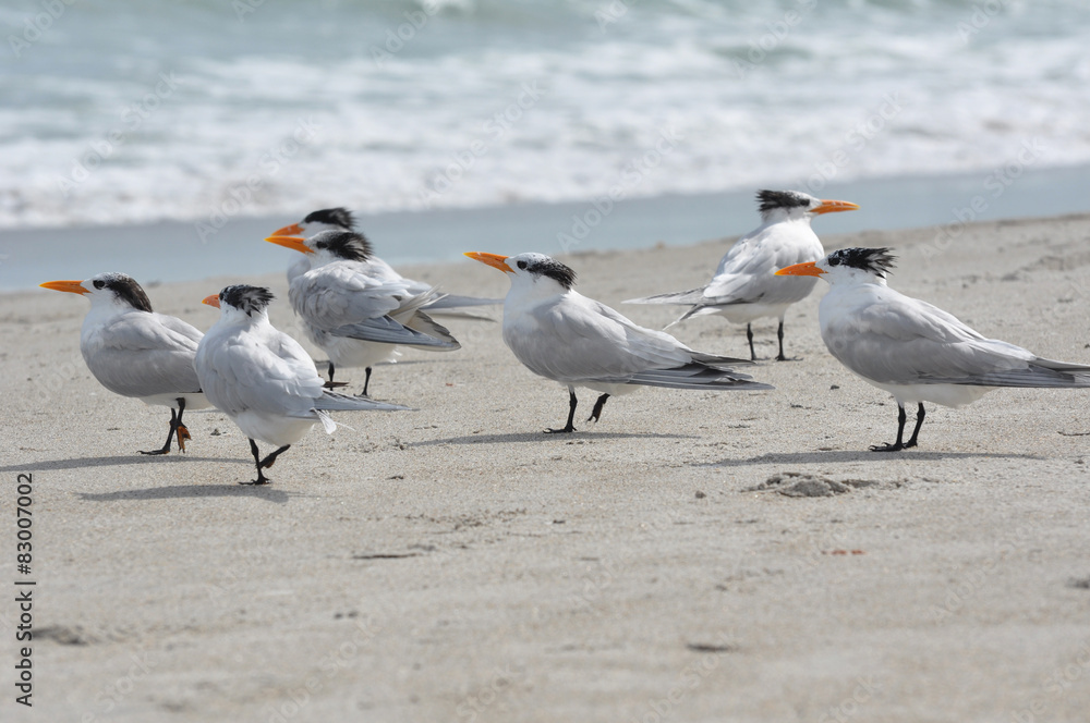 Royal terns on a beach showing their patchy winter plumage Royal terns on a beach showing their patchy winter plumage