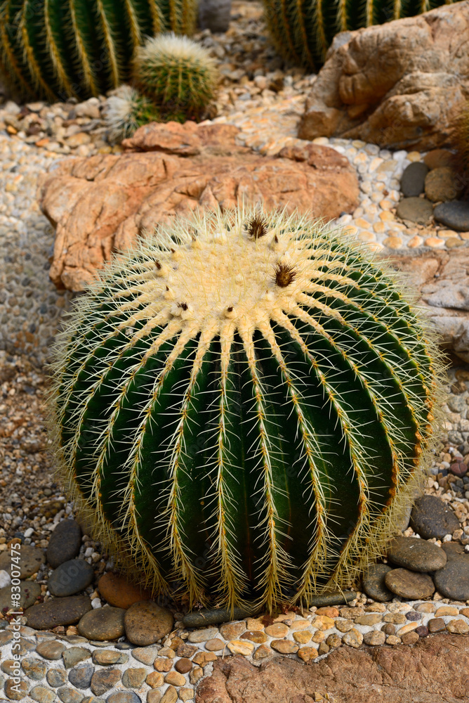 Golden Barrel Cactus in a Cactus garden Golden Barrel Cactus in a Cactus garden